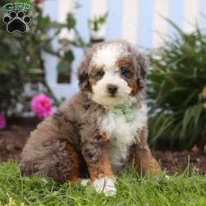 Jaden, Mini Bernedoodle Puppy